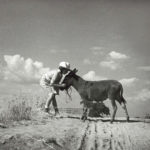 tenuta la Trappola 1936